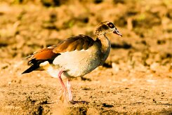 Egyptian goose (Ouette d'Egypte)_x737A3426-2 null