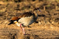 Egyptian goose (Ouette d'Egypte) Egyptian goose (Ouette d'Egypte)