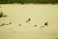 Ouette_d_Egypte_03-2 null