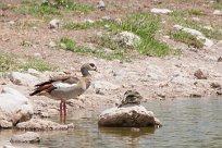 Egyptian goose (ouette d'Egypte) Etosha