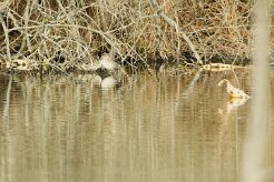 Sarcelle d'hiver_737A6914 null