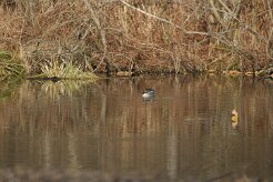 Sarcelle d'hiver_737A6946 null