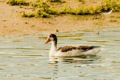 Tadorne de belon_737A5986-2 null