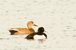 canard_chipeau_fuligule_morillon_01-2 null