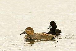 canard_chipeau_fuligule_morillon_02-2 null