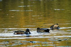 canard_chipeau_souchet_01-2 null