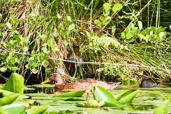 canard_colvert_gallimules-2 null