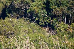 canards_02-2 null