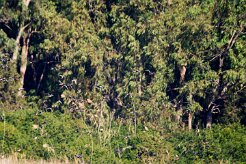 canards_03-2 null