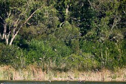 canards_04-2 null