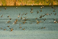 canards_05-2 null