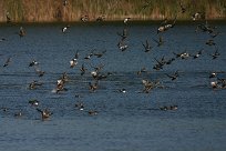 canards_05