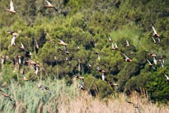 canards_06-2 null