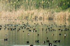 canards_07-2 null