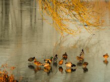 canards_08-2 null