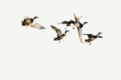 canards_x737a0944-2 null