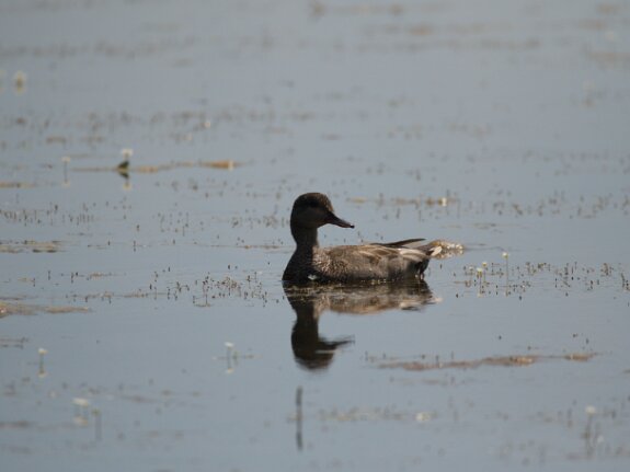 Canard Chipeau