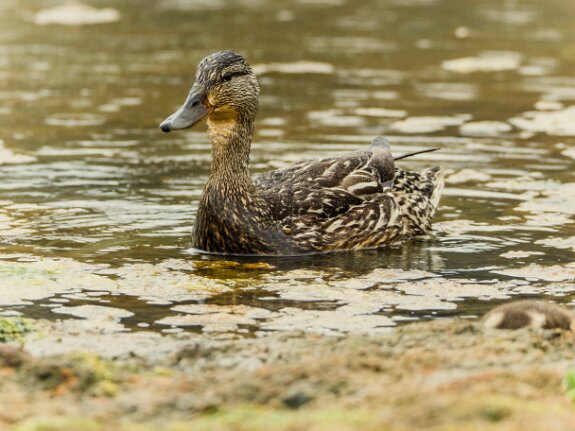 Canard Colvert