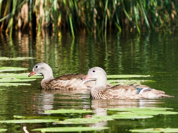 Canard Mandarin