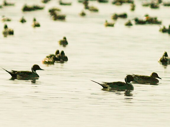 Canard Pilet