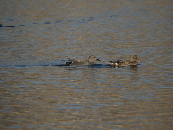 Canard Siffleur