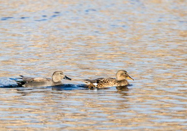 Canard Siffleur