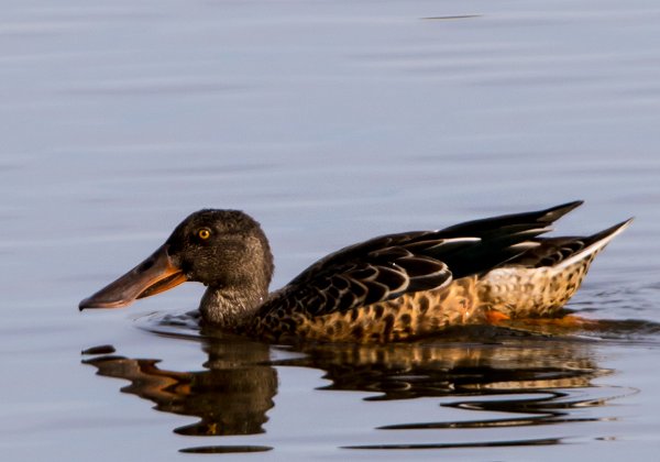 Canard Souchet