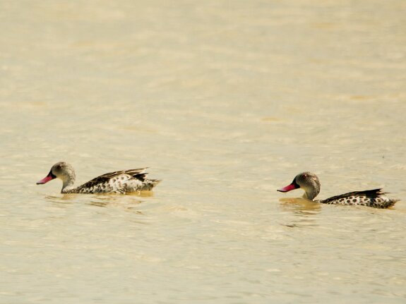 Canard du cap