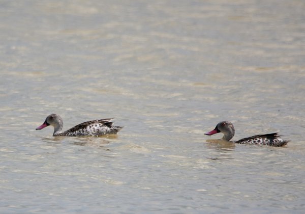 Canard du cap