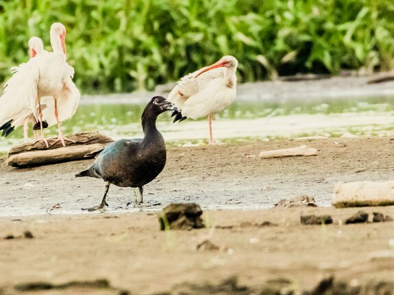 Canard musqué