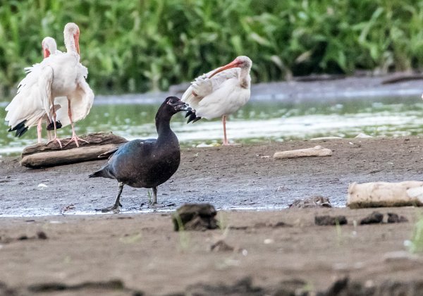 Canard musqué