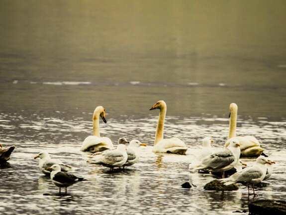 Cygne chanteur
