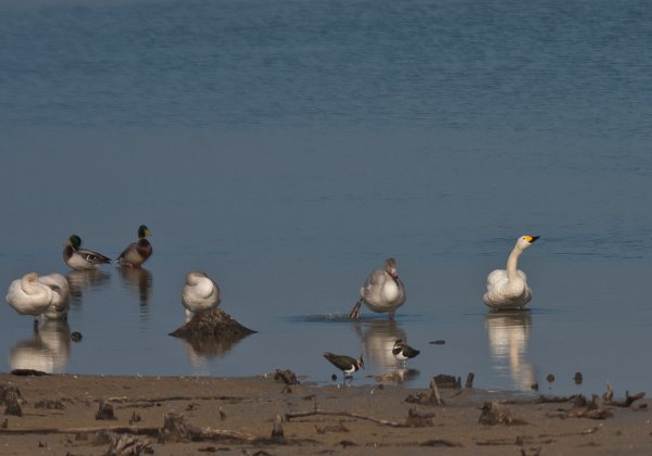 Cygne de bewick