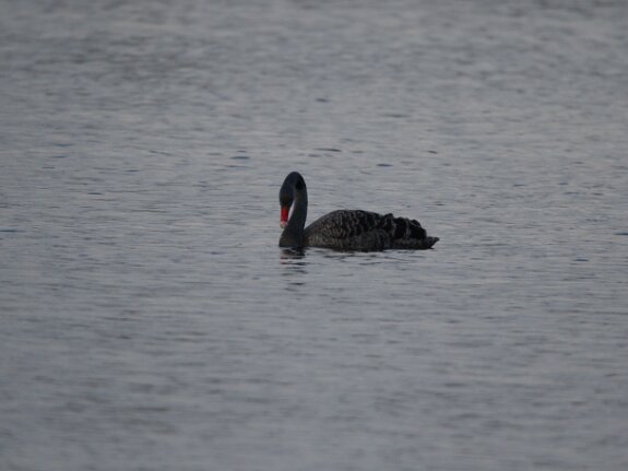 Cygne noir