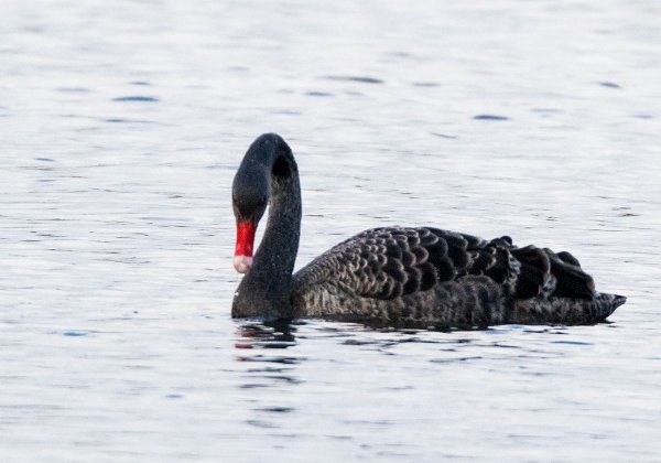 Cygne noir