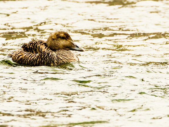 Eider à duvet