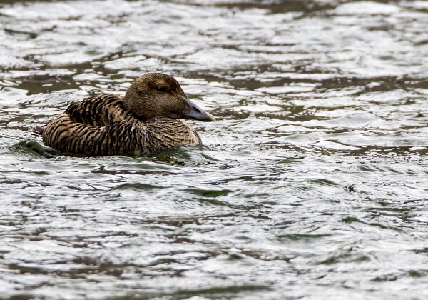 Eider à duvet