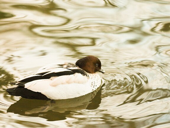 canard_a_criniere