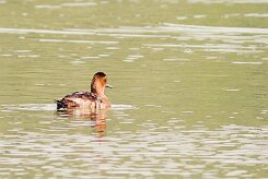 fuligule_non_identifie_01-2 null