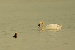 nette_rousse_cygne_tubercule_01-2 null