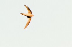 Bradfield's Swift-(Martinet de Bradfield)_737A3123-2 null