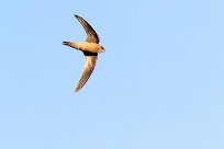 Bradfield's Swift (Martinet de Bradfield) Du côté d'Omaruru