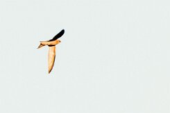 Bradfield's Swift-(Martinet de Bradfield)_737A3126-2 null
