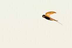 Common Swift (Martinet noir)_737A2320-2 null