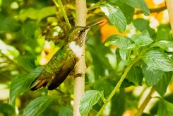 Colibrí gorjirrubí (Colibri à gorge rubis)_231206_6050-2 null