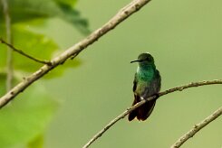 Colibrí patirrojo (Colibri à queue bronzée)_231205_5911-2 null