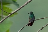 Colibrí patirrojo (Colibri à queue bronzée) Turrialba - Costa Rica