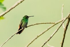 Colibrí patirrojo (Colibri à queue bronzée)_231205_5912-2 null