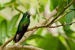 Colibrí ventricastaño (Colibri à ventre châtain)_231206_6025-2 null