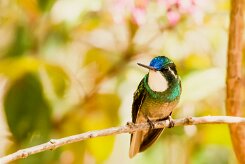 Colibrí ventricastaño (Colibri à ventre châtain)_231206_6047-2 null